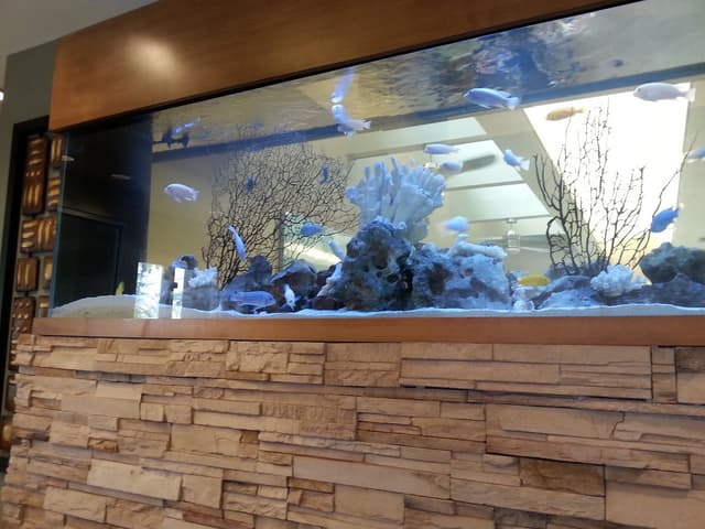 Palm Orthodontics photo