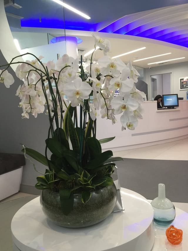 Nikaeen Orthodontics photo