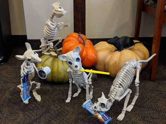 Bowers Orthodontic Specialists - Orthodontist Braces & Invisalign Bloomington Normal photo