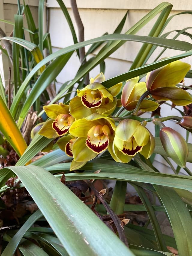 Palo Alto Smiles photo