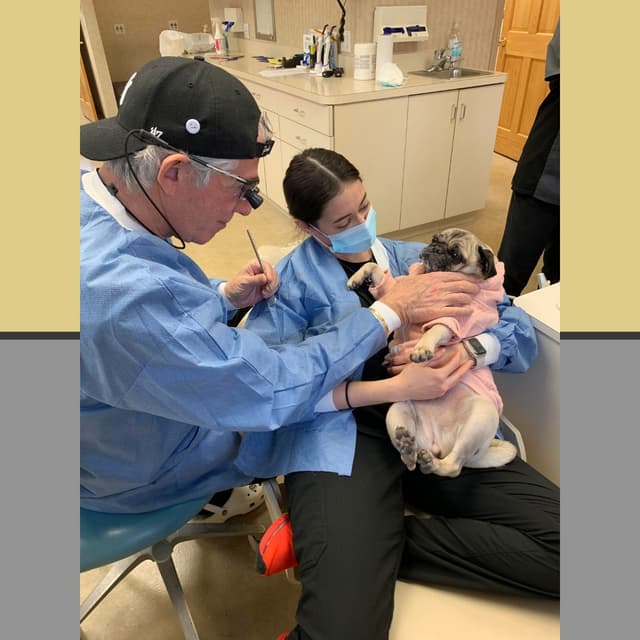 Milestone Orthodontics photo